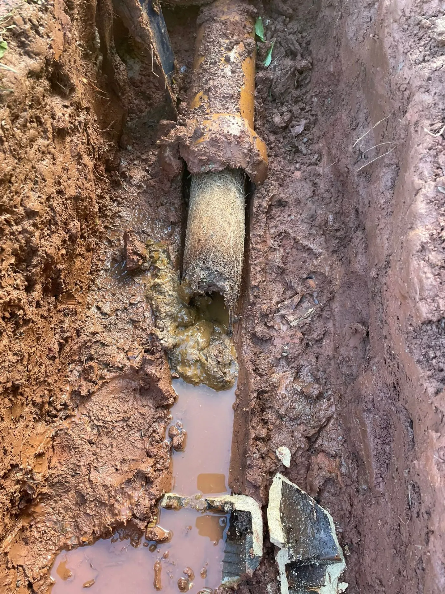Excavated clay pipe with root ingress and blockage